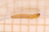 Elachista consortella