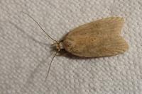 Agonopterix
