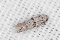 Symmocoides oxybiella