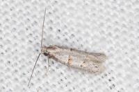 Symmocoides oxybiella