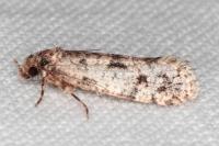 Morophaga morella