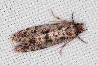 Morophaga morella