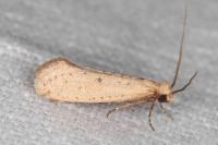 Myrmecozela ataxella