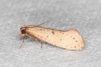 Myrmecozela ataxella