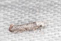 Paraswammerdamia albicapitella