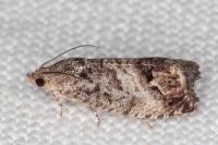 Cydia splendana