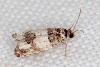 Epinotia thapsiana
