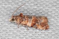 Lobesia botrana