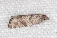 Rhopobota stagnana