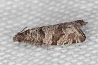 Rhopobota stagnana