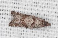 Rhopobota stagnana