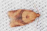 Clepsis consimilana