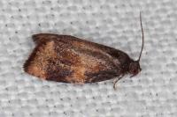 Ditula angustiorana