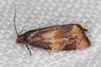 Ditula angustiorana