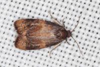 Ditula angustiorana