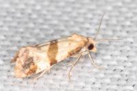 Phalonidia contractana