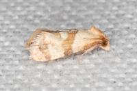 Phalonidia contractana