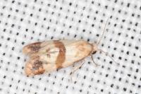 Phalonidia contractana