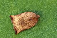 Archips podana