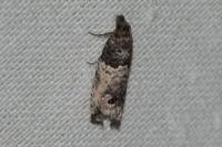 Notocelia incarnatana