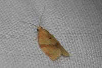 Clepsis consimilana