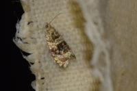 Celypha lacunana