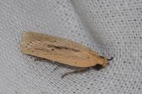Agonopterix pallorella