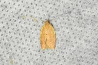 Clepsis consimilana