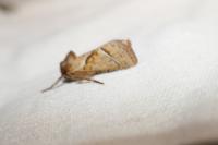 Triodia sylvina