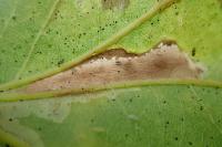 Phyllonorycter platani