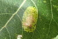 Phyllonorycter comparella