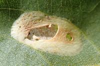 Phyllonorycter comparella