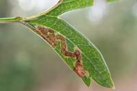 Stigmella oxyacanthella