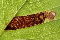 Stigmella viscerella