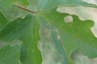 Stigmella aceris