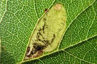 Ectoedemia spinosella