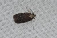 Depressaria albipunctella