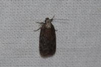 Depressaria albipunctella