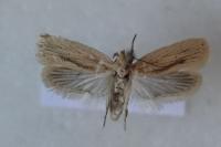 Agonopterix pallorella