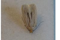 Agonopterix pallorella