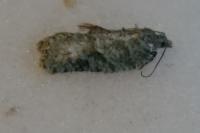 Acleris literana