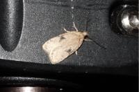 Agonopterix