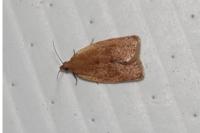 Clepsis consimilana