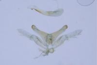 Oxyptilus distans