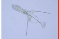 Stenolechiodes pseudogemmellus