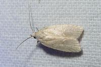 Agonopterix
