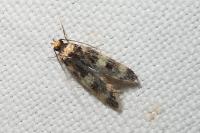 Oegoconia