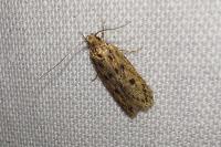 Hofmannophila pseudospretella