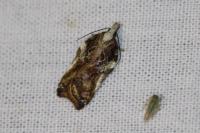 Acleris cristana