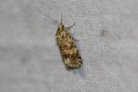 Aethes margarotana